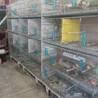 قناری آوازخوان