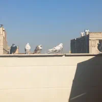 کفتر پرشی|پرنده|قم, محمد آباد|دیوار