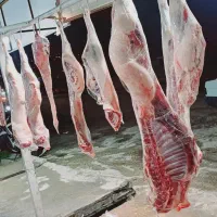 گوشت|خوردنی و آشامیدنی|ایلام, |دیوار