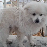 واگذاری سگ|سگ|چناران, |دیوار