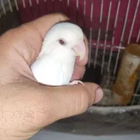 قناری نر|پرنده|مشهد, شهرک مهرگان|دیوار