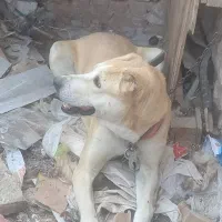 واگذاری ماده شکم پر