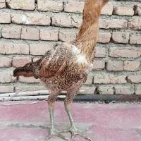 مرغ لاری افغان