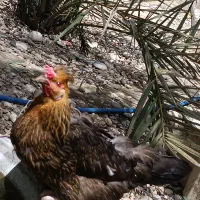 مرغ محلی کرک