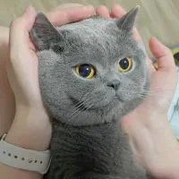 گربه نژاد دار بریتیش ماده