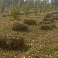 یونجه مخلوط ۳۰۰باغ