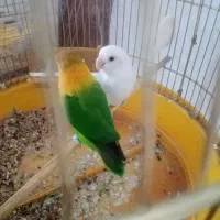 دوعدد کوتوله با قفس