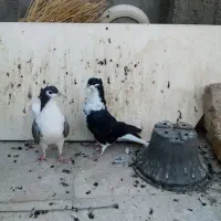 ساده کاکلی|پرنده|بردسکن, |دیوار