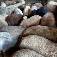 ۷۰‌ عدد بره چاق باب کشتار