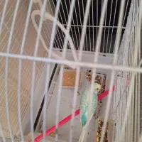 مرغ عشق هفت رنگ