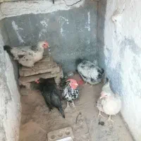 مرغ خروس|حیوانات مزرعه|خوسف, |دیوار