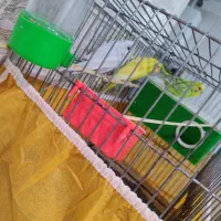 یک جفت مرغ عشق و جوجشون|پرنده|اهواز, فتح|دیوار