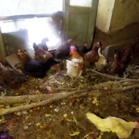 فروش مرغ محلی تخم زا قیمت توافقی|حیوانات مزرعه|بیرجند, |دیوار