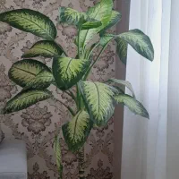 گل آپارتمانی