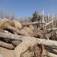 خریددرخت باریشه درخت چنار