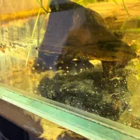 پلکو ال۹۷|ماهی|تهران, شارق|دیوار