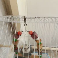 طوطی عروس نر|پرنده|تولم شهر, |دیوار