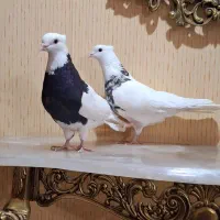 ۴ جفت کبوتر درجه یک|پرنده|اسلام‌شهر, شهرک واوان|دیوار