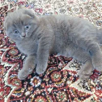 اسکاتیش های اصیل