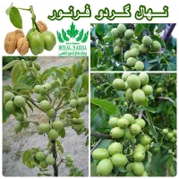 فروش نهال گردو فرنور