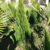 پالم و کامیس نوک دار داخل زمین یکجا فروخته میشود