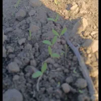 کارگر خانم نیازمندیم