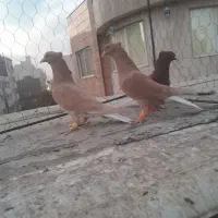 سه دم سفید کاکلی کفتر بوم