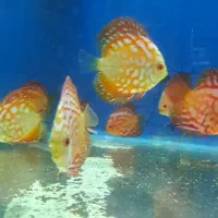 گوپی دیسکس آنجل آکواریوم گیاهخوار گوشتخوار