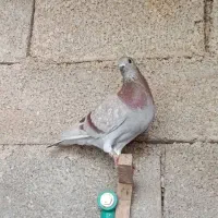 کبوتر آبادانی|پرنده|بندر گناوه, |دیوار