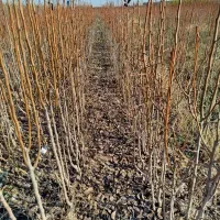 خریدنهال از تولید کننده|خدمات باغبانی و درختکاری|مشهد, یوسفیه (شهرک غرب)|دیوار