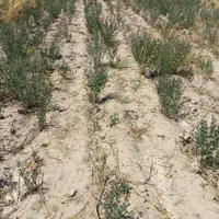 زمین کشاورزی4000متر با 2ساعت آب چاه موتور|فروش زمین و ملک کلنگی|مشهد, مهدی آباد|دیوار