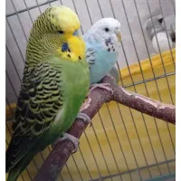 واگذاری رایگان مرغ عشق