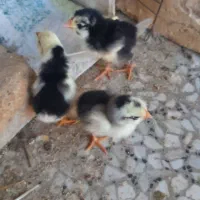 جوجه گلین