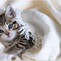 واگذاری بچه گربه غذا خور با وسایل