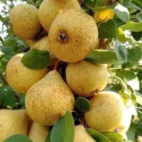 فروش انواع نهال میوه لیبلدار|خدمات باغبانی و درختکاری|شهریار, شهرک شاهد|دیوار