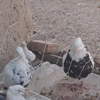 کبوتر طوقی کرمانشاهی|پرنده|زابل, |دیوار