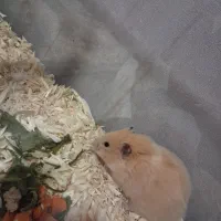 همستر|موش و خرگوش|سبزوار, جوادیه شرقی|دیوار