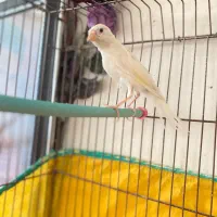 قناری سفید نر