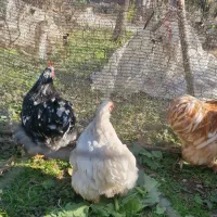 خروس و مرغ کوشین