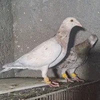 ماده خطی نوک سوزن بدون‌ پیشانی