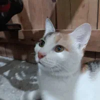گربه