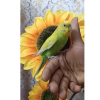 ماهی بزرگ و مرغ عشق ماده دستی رنگ خاص بالغ جون خش