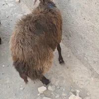 شیشک همو به شرط خون گیری|حیوانات مزرعه|اسحاق آباد, |دیوار