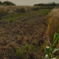 نیم-هکتار-زمین-آبی-نزدیک-به-جاده