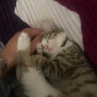 واگذاری بچه گربه ۵ ماهه