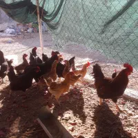 مرغ .خروس|حیوانات مزرعه|قم, پردیسان|دیوار