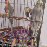 طوطی عروس|پرنده|محمدیه-قزوین, |دیوار