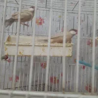 فنج|پرنده|دامغان, |دیوار