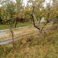 باغ ویلا ۶۵۰ متری قابل معاوضه|فروش خانه و ویلا|چناران, |دیوار