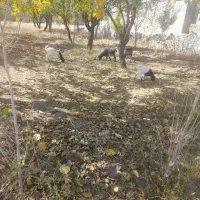 بز و بزغاله ۳ عدد بز غاله ۲عدد|حیوانات مزرعه|قیدار, |دیوار